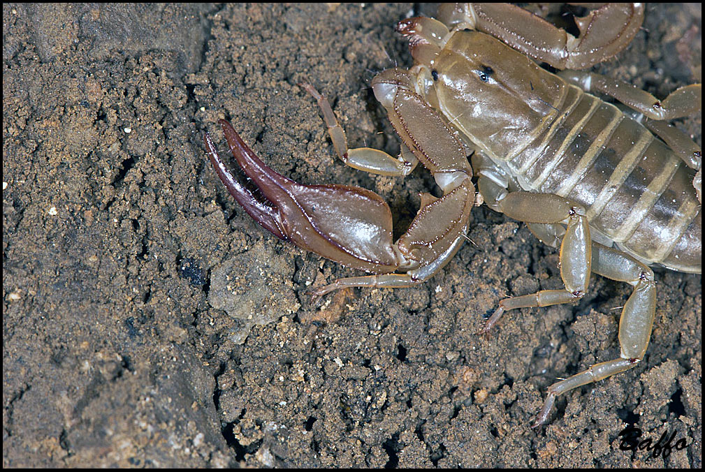 Euscorpius aquilejensis